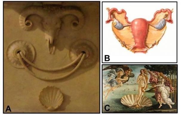 Miguel Ángel incluyó anatómicos femeninos en la Capilla Medici