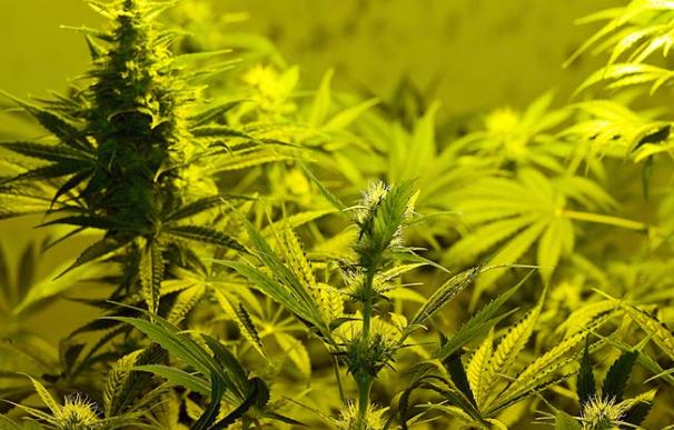 Marruecos es el principal cultivador de marihuana a nivel mundial, según la ONU