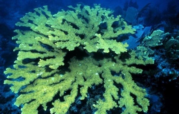 Los corales pueden vivir más de 5.000 años, según investigadores
