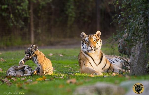 Dos tigres y una jirafa nacen en Safari Madrid