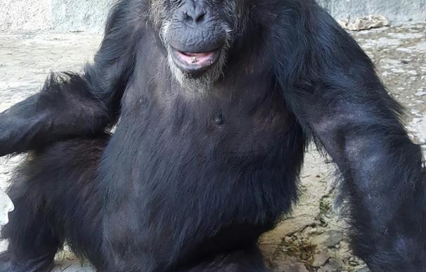 Trasladan a la chimpancé Cecilia a un santuario natural en Brasil