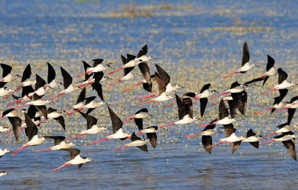 WWF exige a Gobierno y Andalucía acaben con las amenazas de Doñana para evitar que UNESCO lo incluya en su lista negra