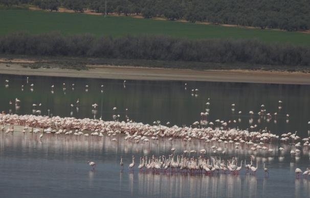 La Laguna de Fuente de Piedra cuenta con 11.000 parejas reproductoras de flamenco rosa en territorio de cría