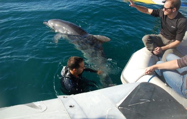 Rescatado y liberado un delfín enredado con una red en la bahía de Palma