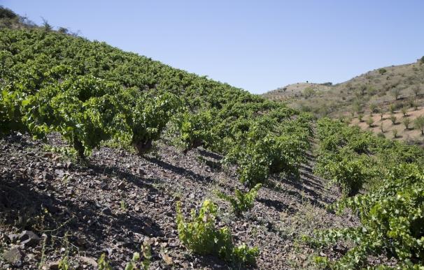 El vino malagueño Botani, elegido como uno de los tres mejores del año por el crítico Robert Parker