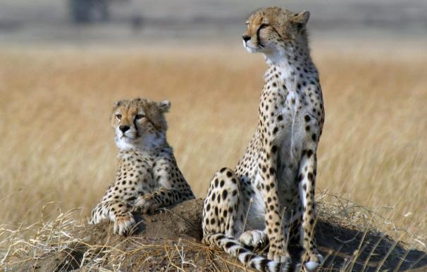 El guepardo corre deprisa hacia la extinción, según un estudio