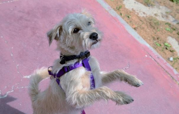 L'Hospitalet de Llobregat interpone 149 denuncias a propietarios de perros por infracciones