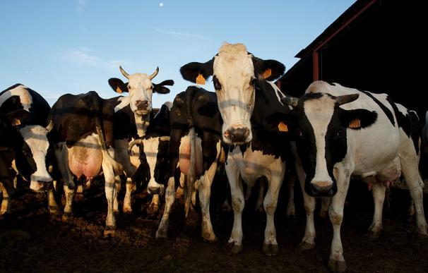 En el sector lácteo, cada mes cierran 70 explotaciones en España. Getty