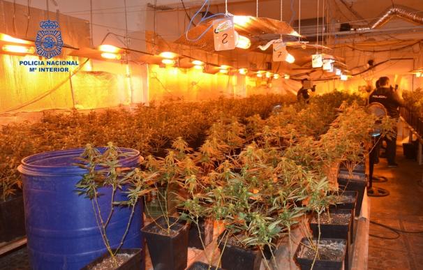 Desmantelado un cultivo de cerca de 400 plantas de marihuana en una vivienda de Alzira