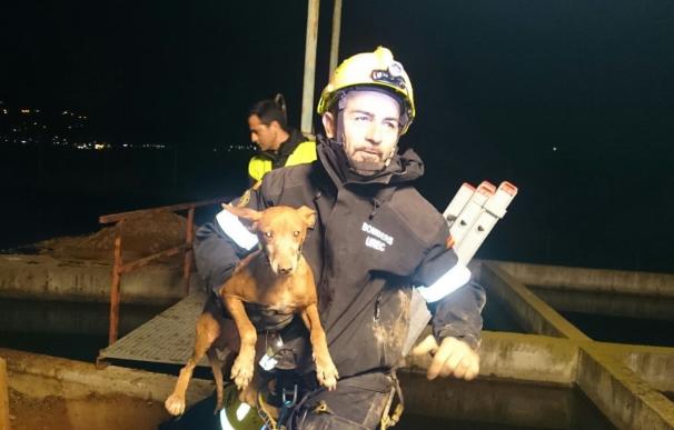Rescatan a un perro que había quedado atrapado en una tubería en Petrer