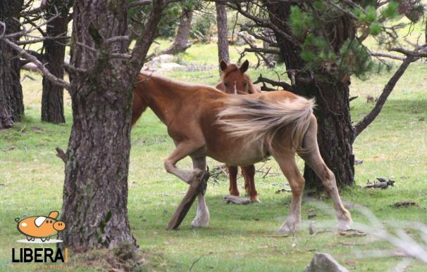 Libera denuncia el uso de "cepos y otros artefactos inmovilizadores" contra caballos salvajes en Galicia