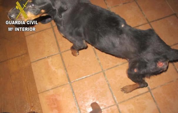 El Seprona investiga a una persona en Chiloeches por la muerte de un 'rottweiler'