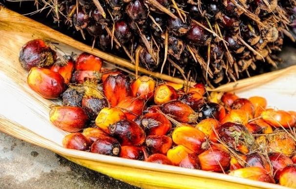 Cerca del 50% de los productos procesados utilizan aceite de palma, el aceite vegetal más utilizado a nivel mundial