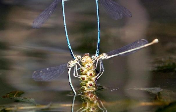 Biólogos de Vigo descubren que las libélulas pueden reproducirse sin machos