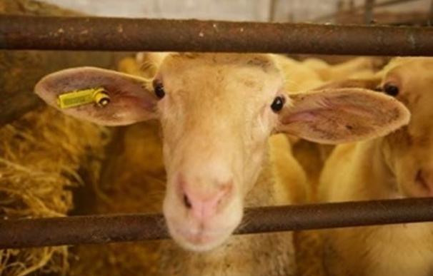 Algunos ejemplares de los rebaños de ovejas y cabras son capaces de restringir la producción del lentivirus