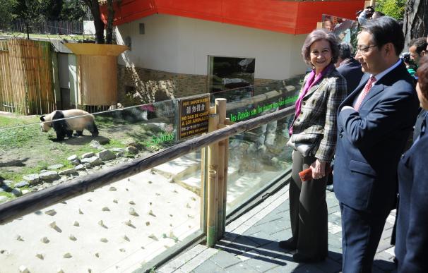 La Reina Sofía ya conoce a Chulina, la nueva osa panda de Madrid