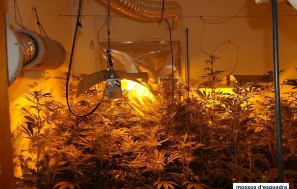 Tres detenidos por cultivar 500 plantas de marihuana y defraudar 5.000 euros de luz