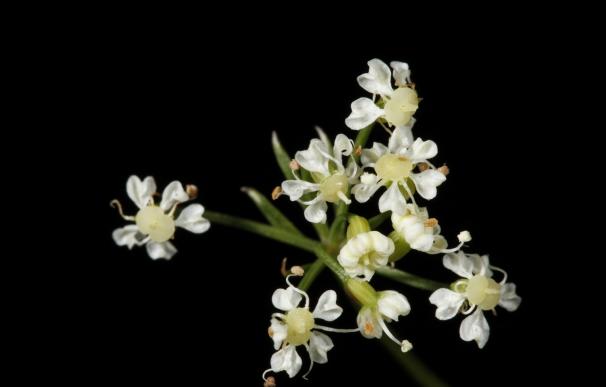 La Universidad busca la protección de un nuevo género de plantas que solo crecen en Somiedo y la sierra de Cazorla