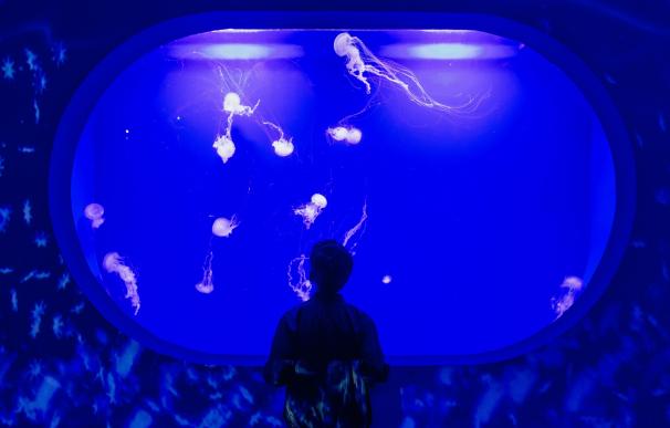 Más de 1.000 medusas toman el Oceanogràfic y dan la vuelta el mundo con variedades invertidas e "inmortales"