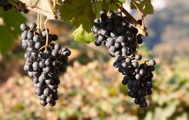 La UAGR urge la creación de un Observatorio de Precios del vino y de la uva