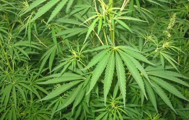 El Congreso acuerda crear una Subcomisión que analizará el uso terapéutico del cannabis