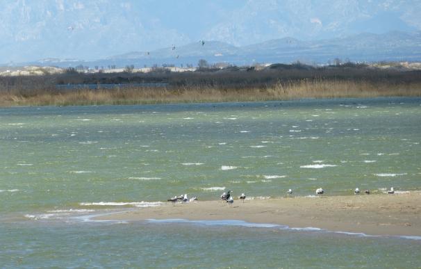 La población de aves acuáticas en el Delta de l'Ebre desciende un 20% este invierno