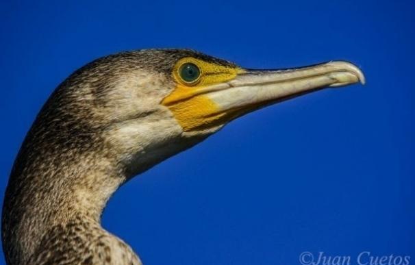 SEO/BirdLife pide mejorar los ríos para mejorar las poblaciones de salmón y trucha frente a eliminar cormoranes