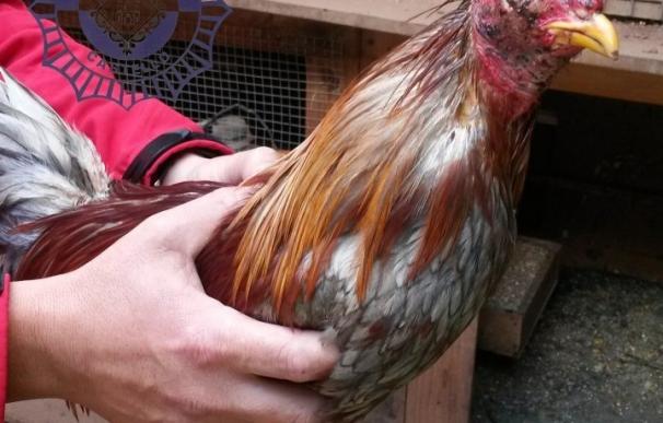 Cuatro detenidos por organizar peleas de gallos en un 'ring' de planchas de plástico