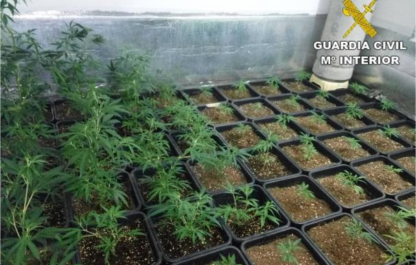 Desarticulan un grupo criminal dedicado al cultivo de marihuana y se incautan de 6.000 plantas
