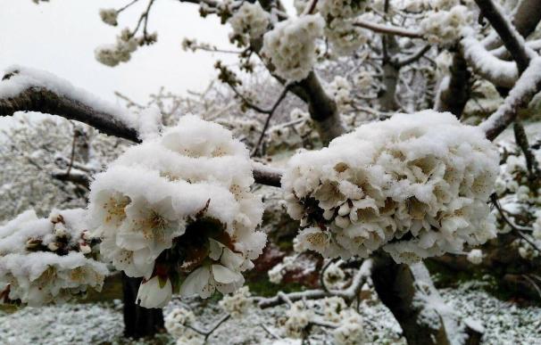 UPA-UCE calcula que las pérdidas en los cerezos del Jerte por las nevadas alcanzan el 60% en algunas zonas