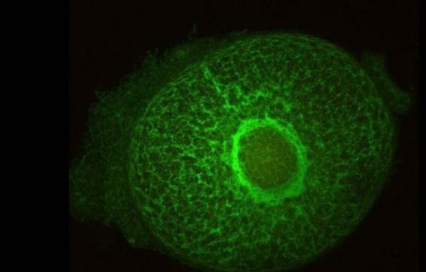 Grupo de Genética Molecular Humana de UCLM descubre un gen que controla el desarrollo embrionario del ojo, cara y cráneo