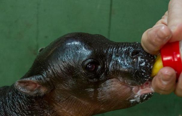 Nace en Cantabria un hipopótamo pigmeo, especie en peligro de extinción