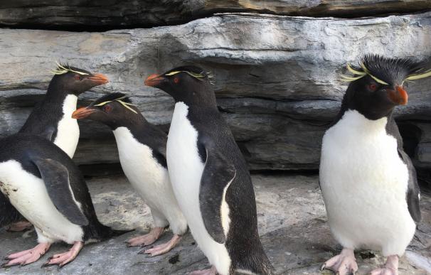 BirdLife permite en un corto de realidad virtual 'Caminar entre pingüinos' para denunciar las amenazas que afrontan
