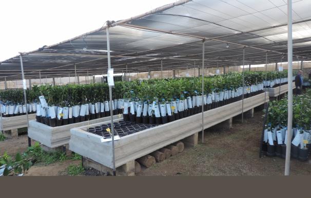 El Cabildo de Gran Canaria entregará 15.000 árboles frutales a los agricultores