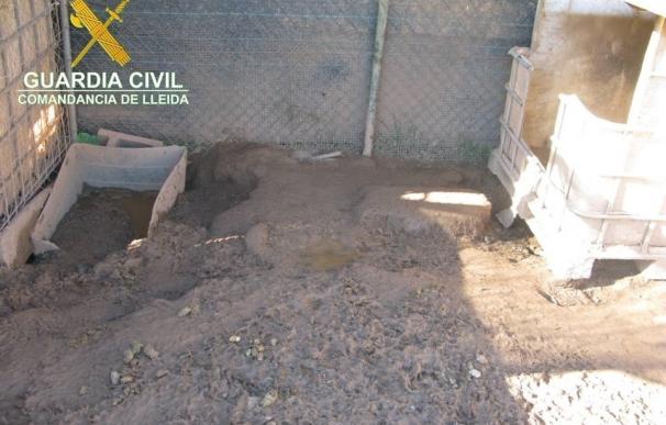Presentan 15 denuncias contra dos centros de cría y venta de perros de Lleida