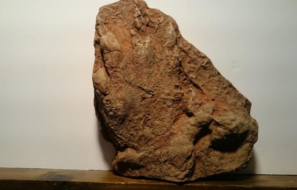 Depositan la huella fosilizada hallada en Olesa de Montserrat en el Institut de Paleontologia