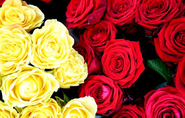 Los floristas prevén una venta de seis millones de rosas en la Diada