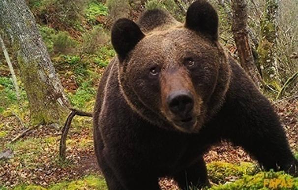 FAPAS alerta de la desaparición del oso pardo del oriente de Asturias