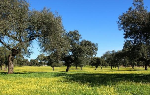 Extremadura lidera una propuesta para modificar la normativa que afecta a la dehesa