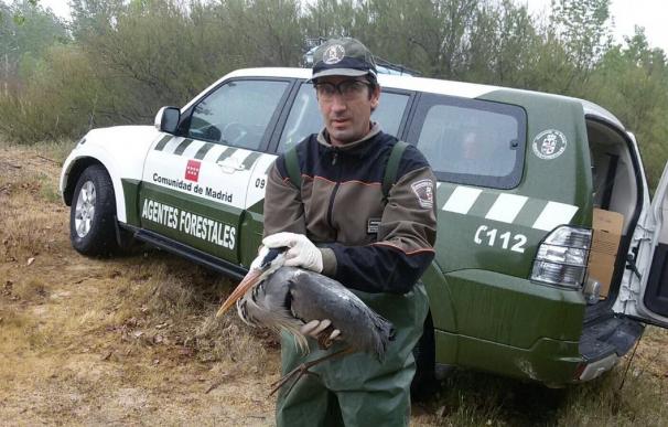 Agentes forestales rescatan una garza real desorientada en el río Guadarrama