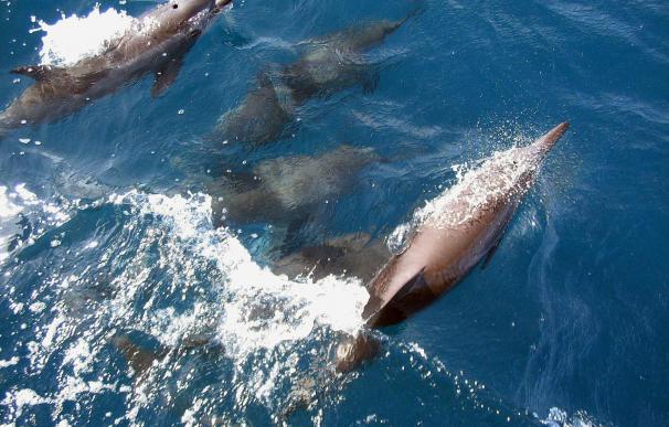 Estudian si las reservas marinas baleares son beneficiosas para los delfines