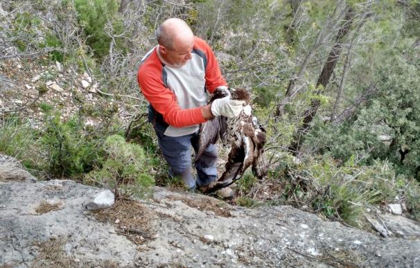 Encuentran un águila perdicera muerta por disparos cerca de un embalse en Castellón