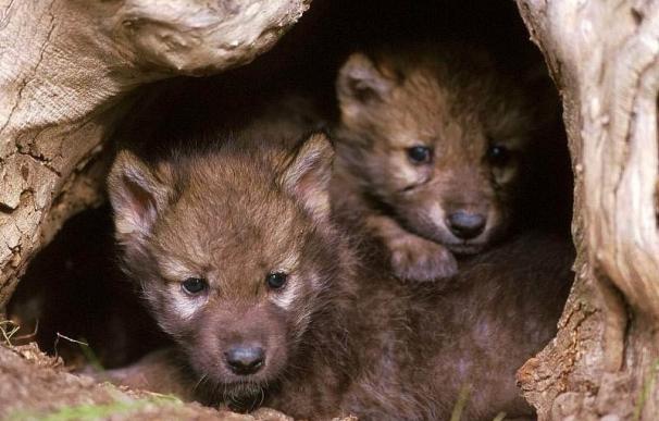 Una decena de entidades conservacionistas renuncian a participar en el comité consultivo del Plan del Lobo