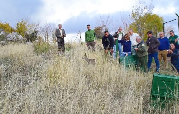 Medio Ambiente libera dos ejemplares de corzos andaluces en el Parque Natural Sierra de Huétor
