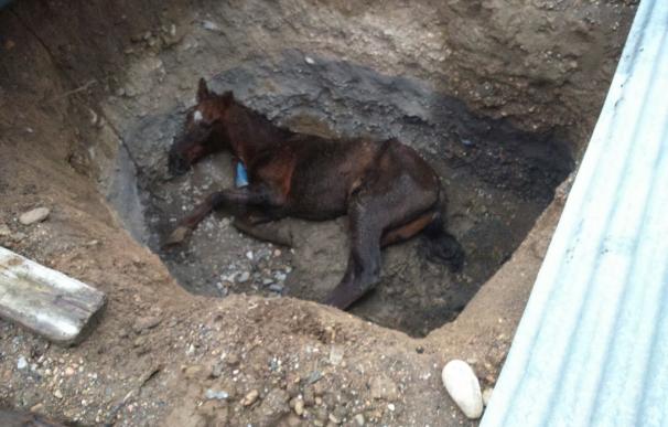 Rescatado un caballo que se encontró metido en una zanja en Rioja cubierta con chapas metálicas