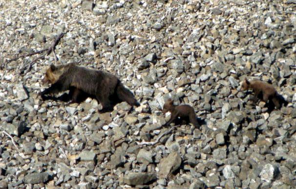 Medio Ambiente destina 1,7 millones de euros a restaurar el hábitat del oso pardo
