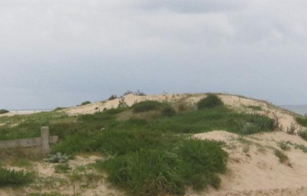 Oria asegura que la protección de las dunas es "objeto prioritario" de su Consejería