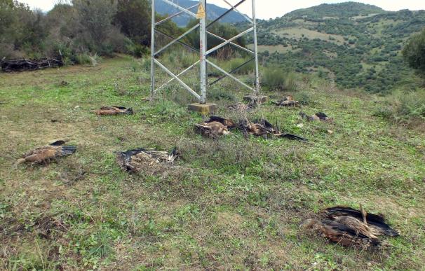 Encuentran diez buitres muertos bajo un poste de alta tensión en Casares
