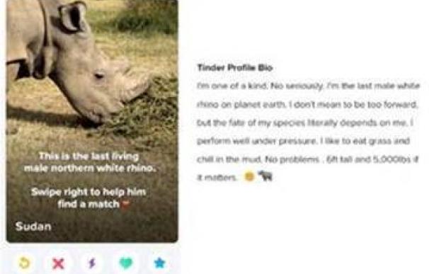 El último rinoceronte blanco de Sudán busca pareja en Tinder para perpetuar su especie