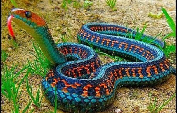 La serpiente arcoíris es uno de los ejemplares más bellos y extraños de la naturaleza.